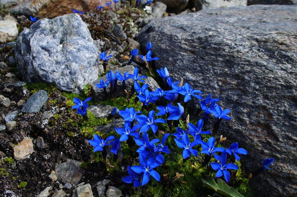 Apart Arve Sankt Leonhard im Pitztal Luaran gambar